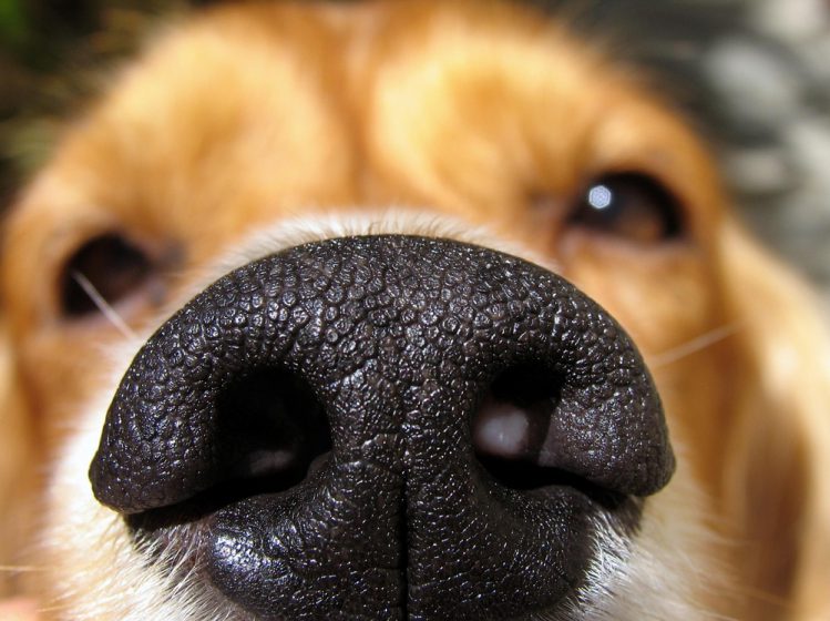 【獣医師監修】犬の鼻水（鼻づまり）は放置NG！ 原因と対処法