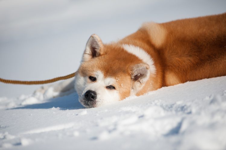 雪の中で寝そべる秋田犬