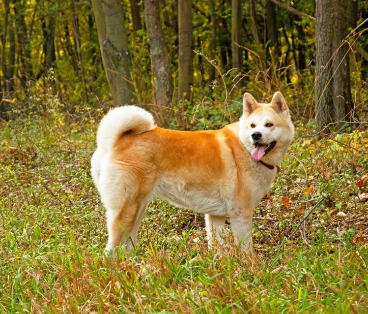 森の中で立っている秋田犬