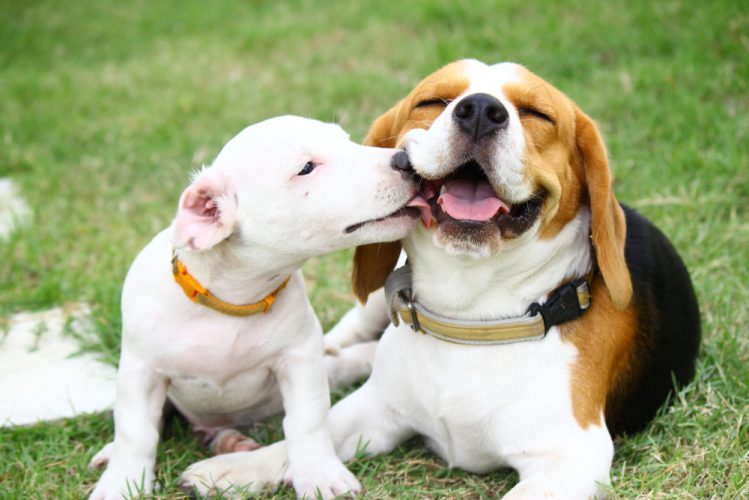 他の犬とじゃれているビーグル