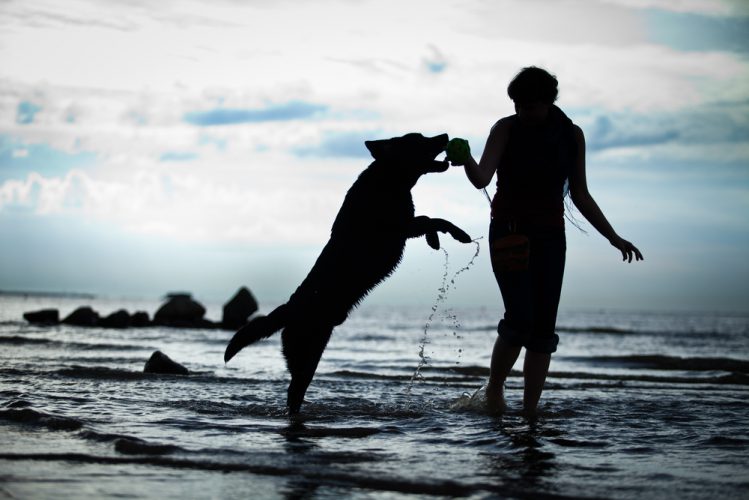 海で女性と遊ぶラブラドールレトリバー