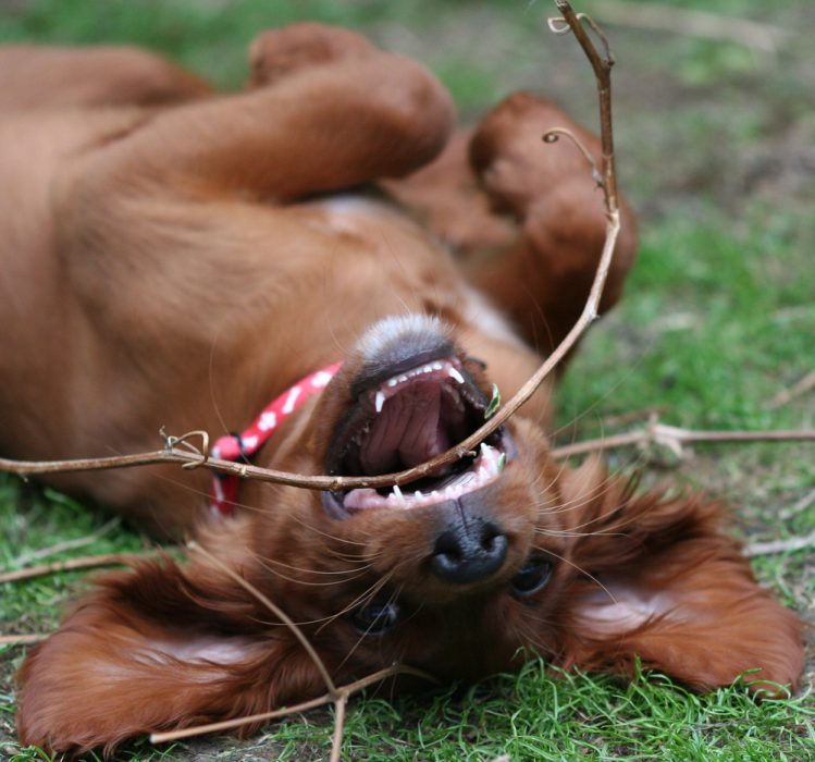 木の枝で遊ぶアイリッシュセッターの子犬