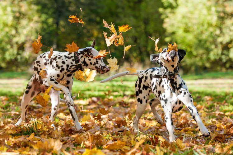 落ち葉の中で遊ぶ二匹のダルメシアン