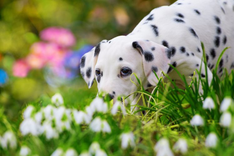 花のにおいを嗅ぐダルメシアンの子犬