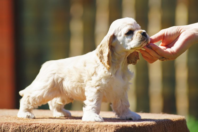 白い毛並みのアメリカンコッカースパニエルの子犬