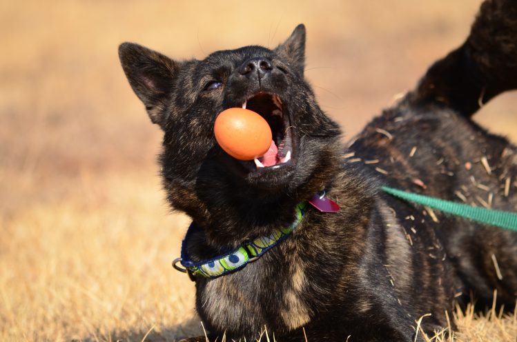 ボール遊びをする甲斐犬