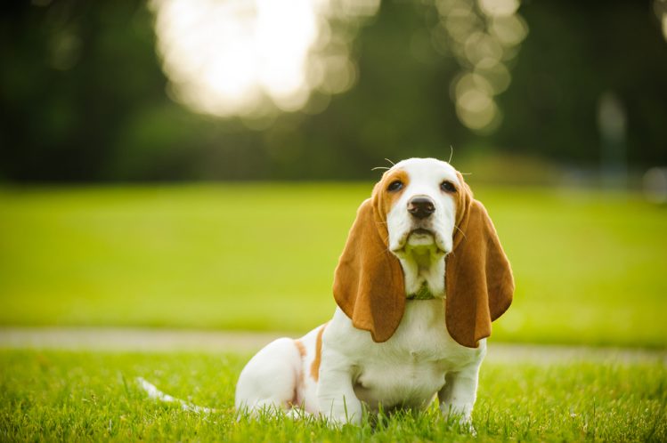 芝生の上で座っているバセットハウンドの子犬