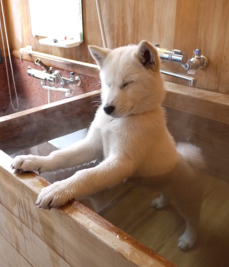 お風呂に入っている北海道犬