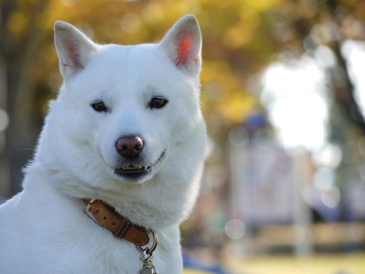 北海道犬ってどんな犬？その魅力や歴史と飼うときのポイント