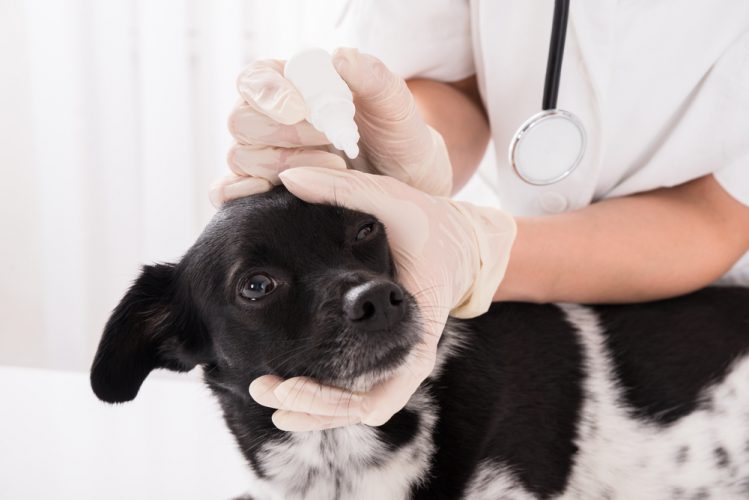 獣医から目薬を点眼されている犬