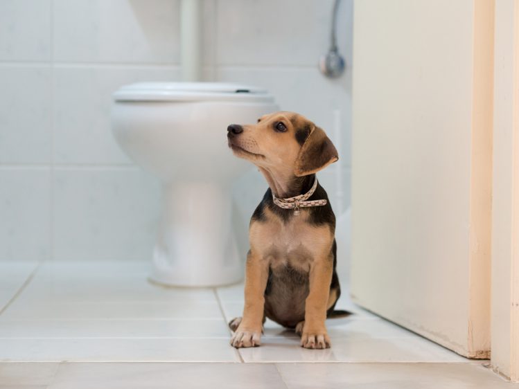 【獣医師監修】メスに多い犬の膀胱炎！症状・原因・治療法について