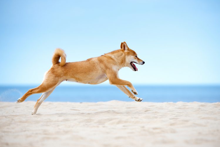 砂浜を走る柴犬