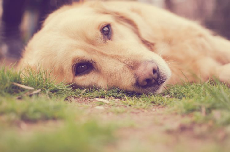 【獣医師監修】近年増えている“犬の糖尿病”の症状と治療法