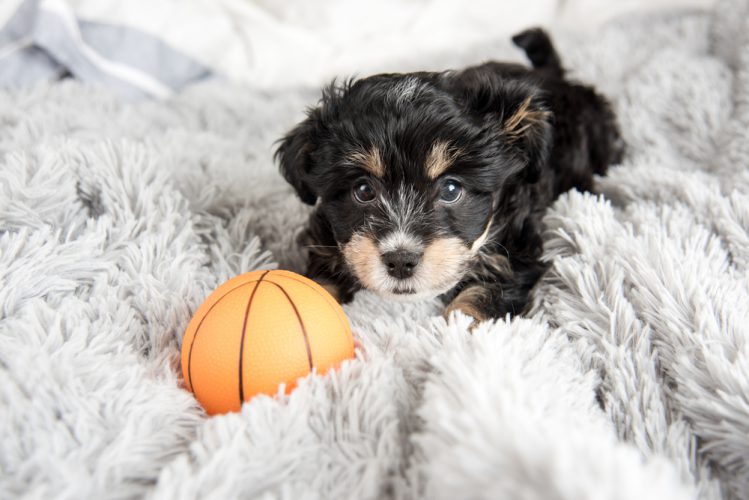 バスケットボールのおもちゃで遊ぶ子犬
