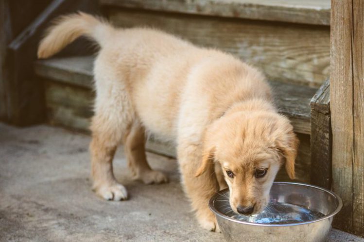水を飲んでいる子犬