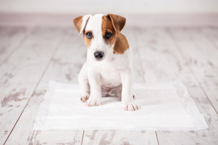 【獣医師監修】犬の血尿の原因は何？その症状と対処法