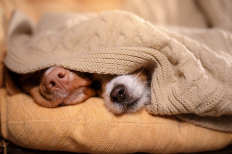 毛布にくるまって鼻先だけ出して寝ている二匹の犬