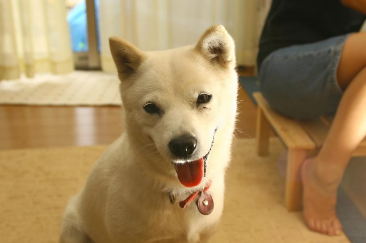 見つめる北海道犬