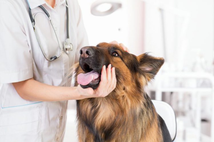 獣医師に顎を触られる犬