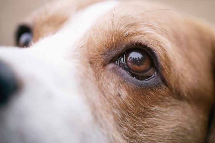 ビーグル犬の瞳