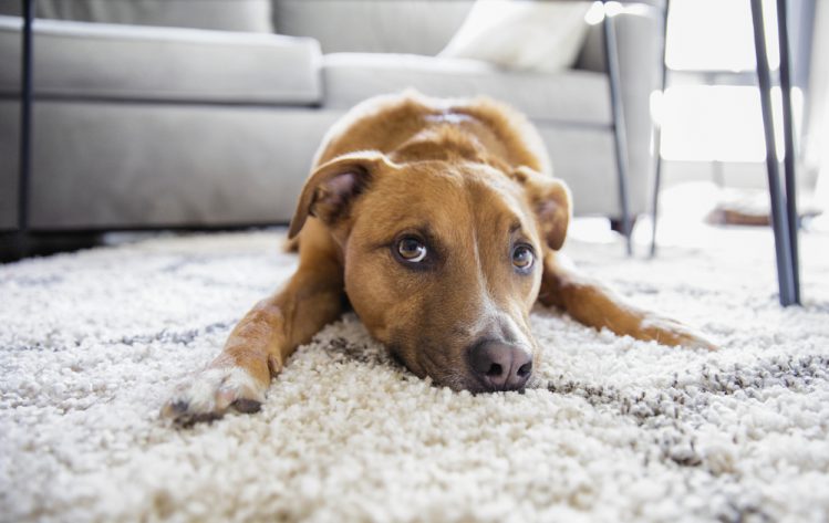 【獣医師監修】犬の目やにの原因と正しいケア方法