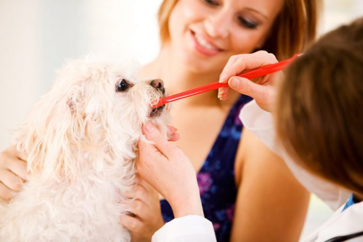 歯磨きをしてもらっている犬の画像