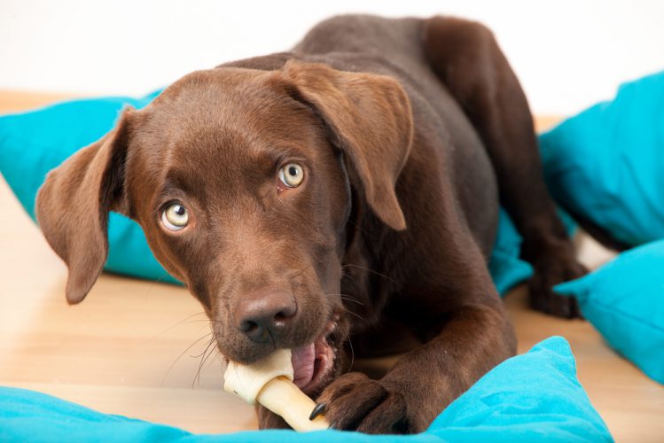 【獣医師監修】犬の口臭がクサい！原因と対策法は？