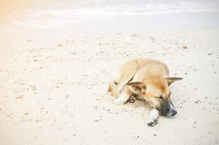 陽の当たる砂浜で寝ている犬