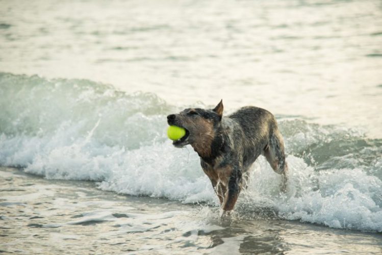波打ち際でボール遊びをするミックス犬