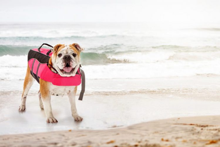 ピンクのライフジャケットを着て砂浜に立っている若いブルドッグ