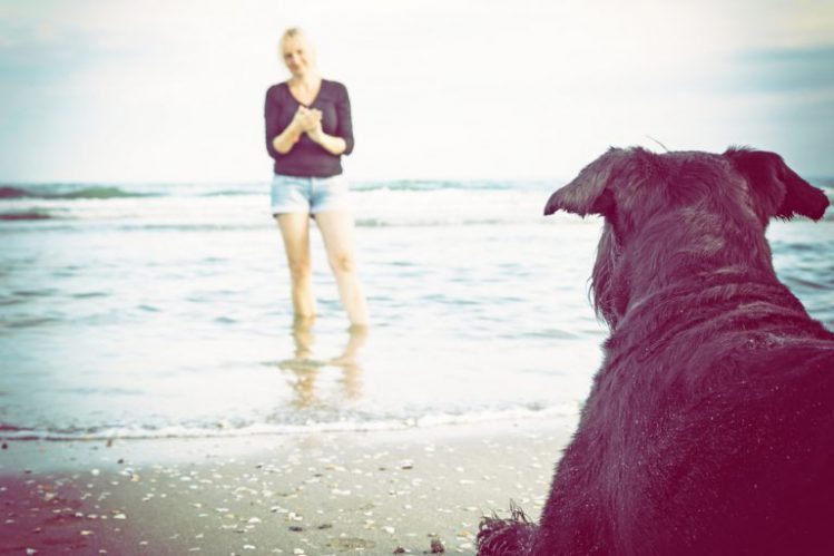 海に入っている女性を眺めている黒い毛並みの犬