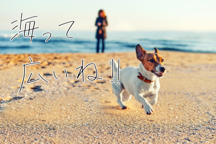 砂浜を走る犬