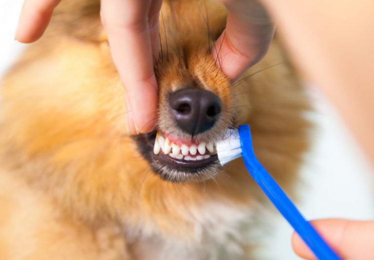 歯みがきをしているポメラニアンの子犬