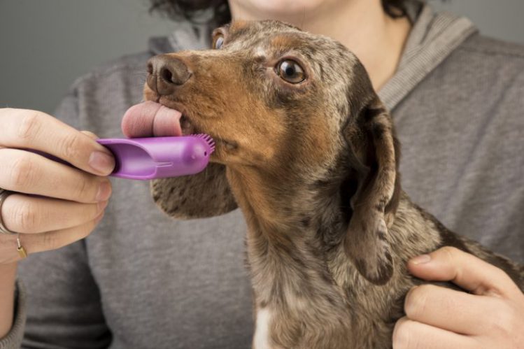犬用歯ブラシを舐めているダックスフンド