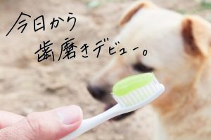 愛犬に歯ブラシを見せている様子