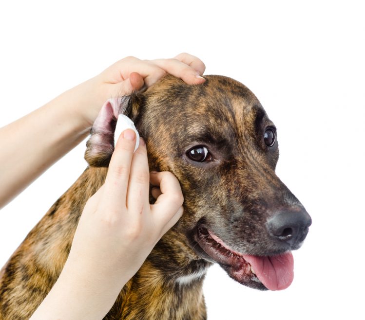 耳を拭かれる犬