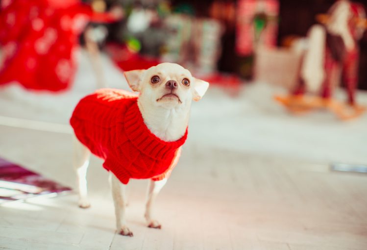 赤いセーターを着たチワワ