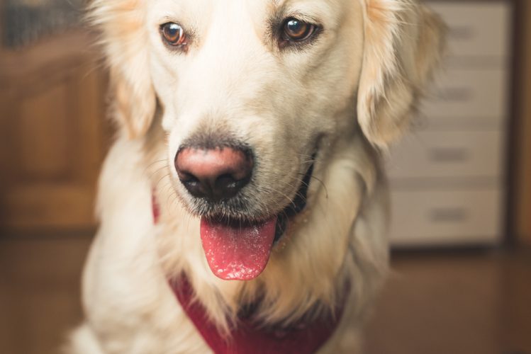 【獣医師監修】犬の呼吸が早い（荒い）ときに考えられる原因と病気