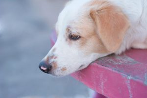 寂しいそうな表情の犬