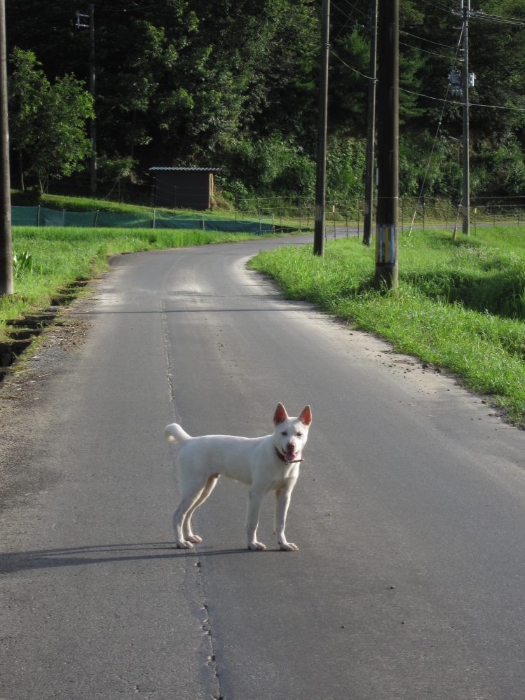 道端で立っている紀州犬