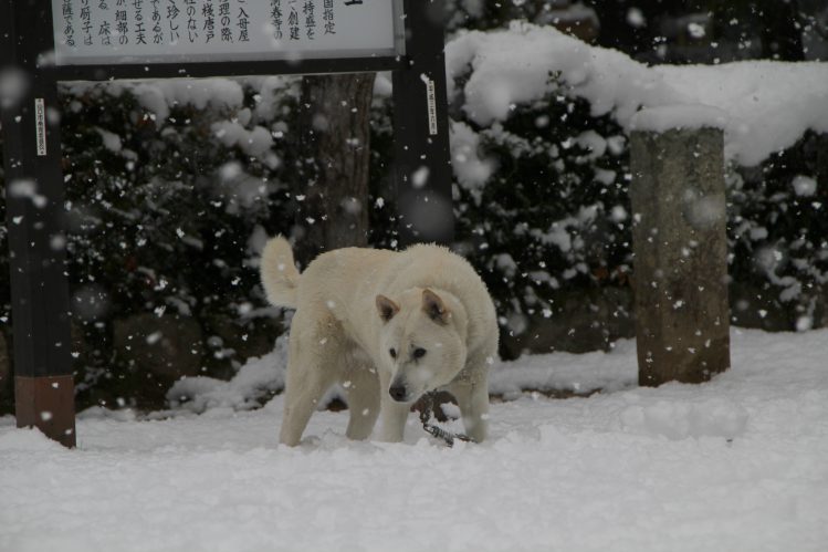 雪の中で立っている紀州犬