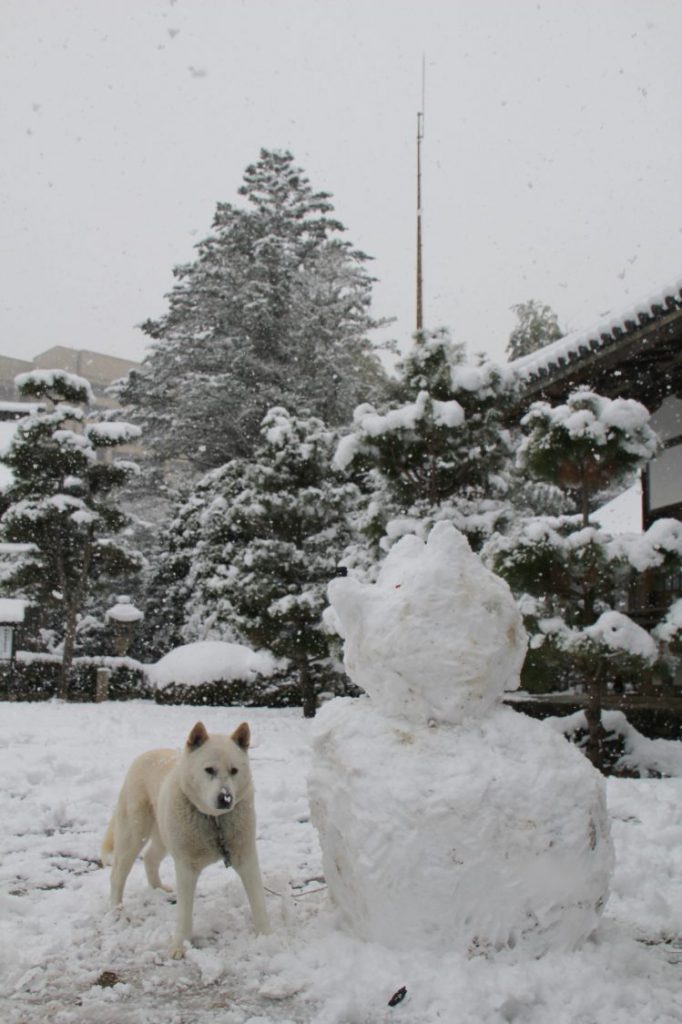 雪だるまにそばで立っている紀州犬