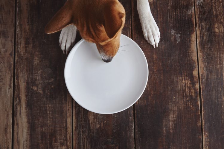 犬用食器と犬