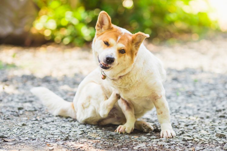 【獣医師監修】犬の皮膚病は軽視ＮＧ！3大症状と対策について