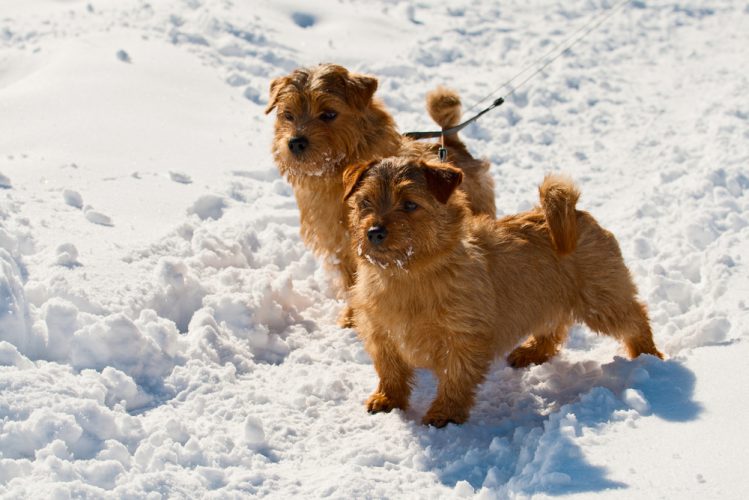 雪道を散歩している二匹のノーフォーク・テリア