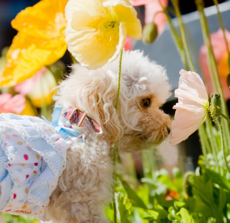 黄色い花とプードルの子犬
