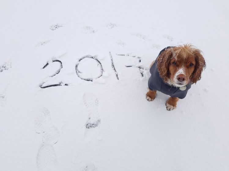 雪道に書かれた「2017」という文字と、そのそばに座る犬