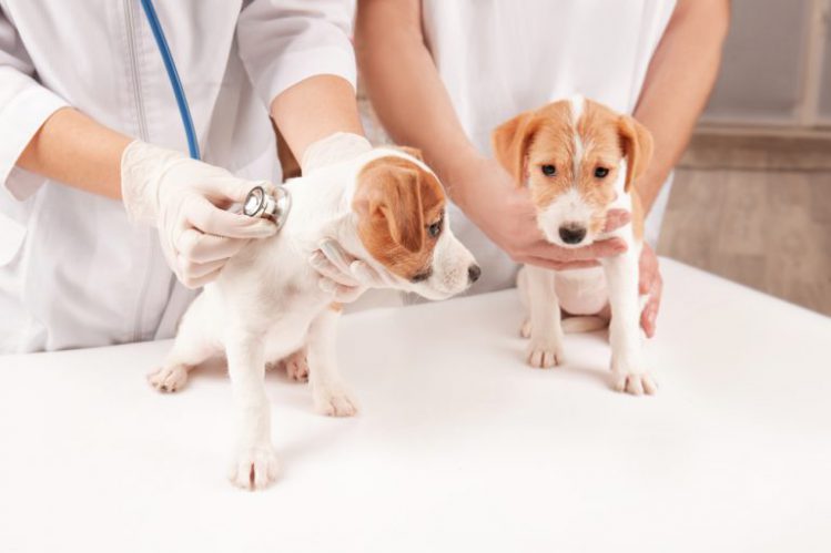 獣医師と子犬