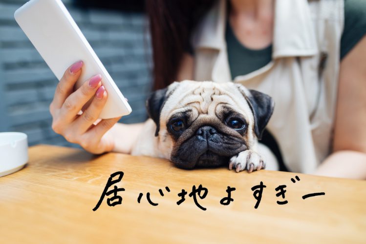 目的別に選びたい！東京のプラスアルファがある「ドッグカフェ」