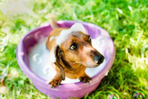 タライのお風呂に入る犬